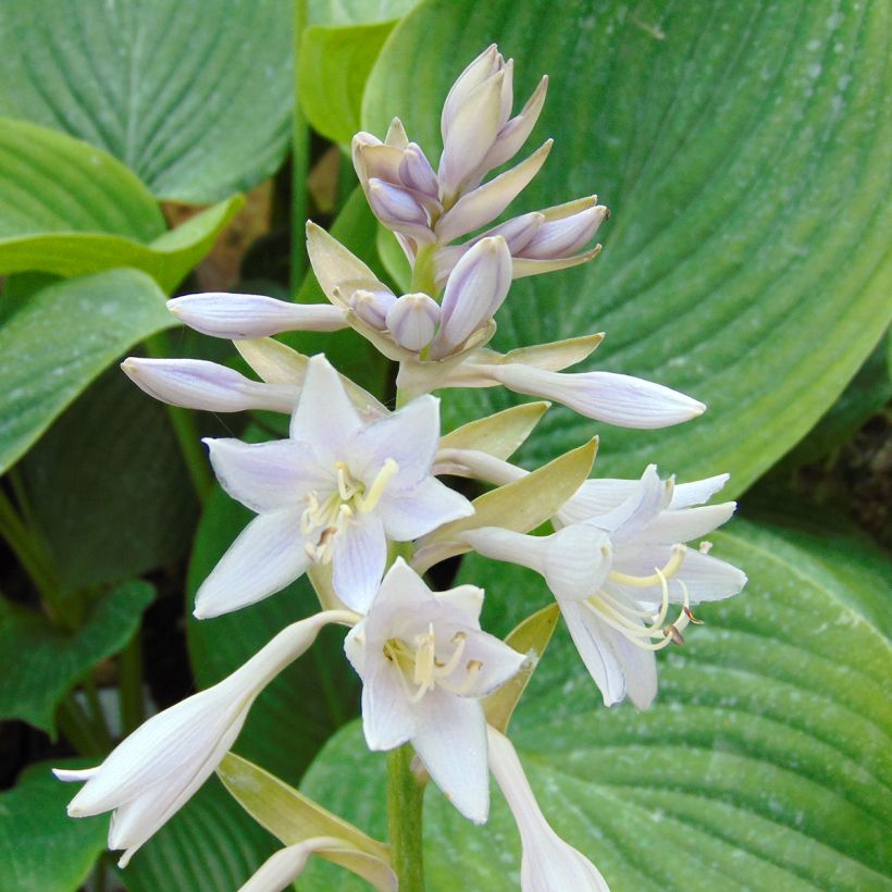 Hosta Empress Wu (Floración)