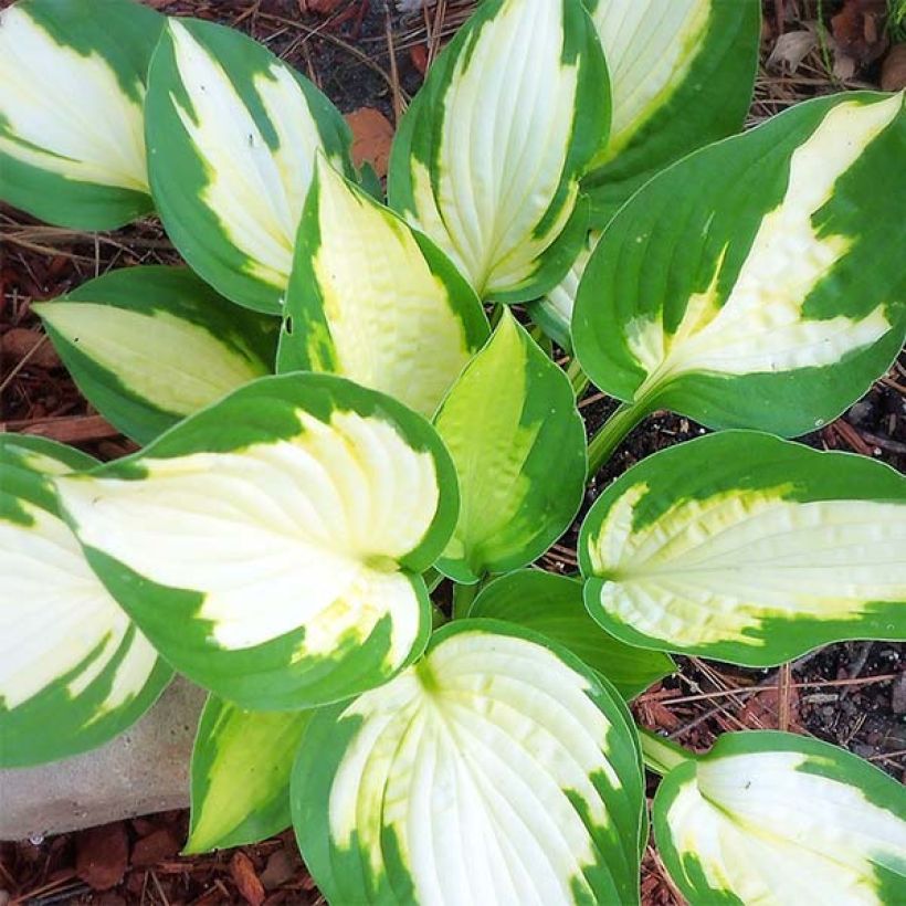 Hosta Eskimo Pie (Follaje)