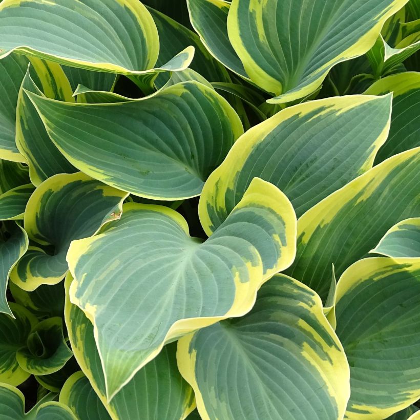 Hosta First Frost (Follaje)