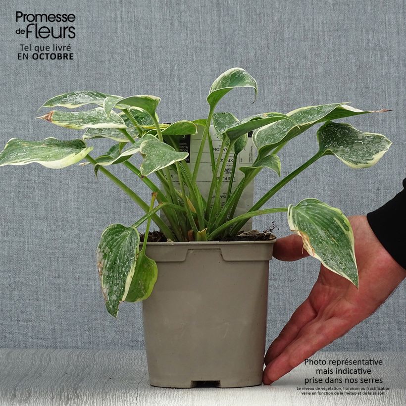 Ejemplar de Hosta First Frost Pot de 2L/3L entregado en otoño