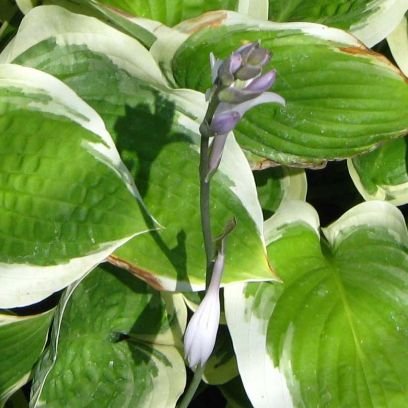 Hosta Formal Attire (Floración)