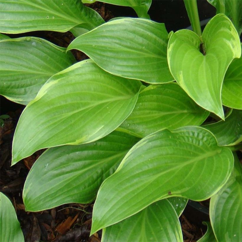 Hosta Fragrant Fire (Follaje)