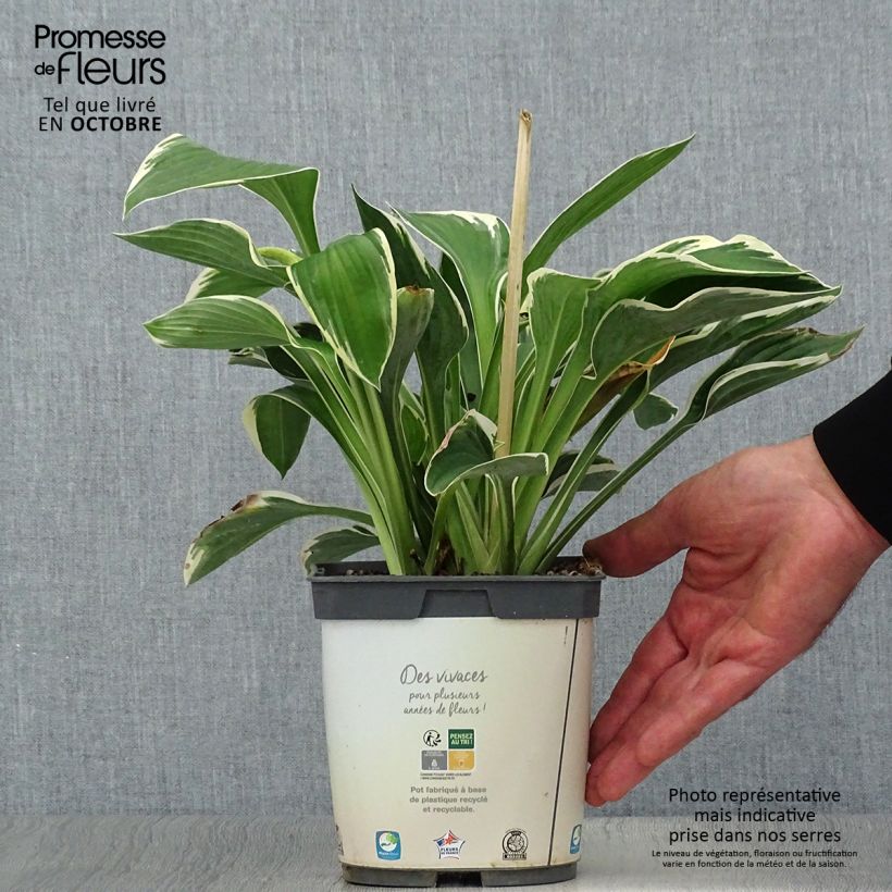 Ejemplar de Hosta Francee en pot de 3L entregado en otoño