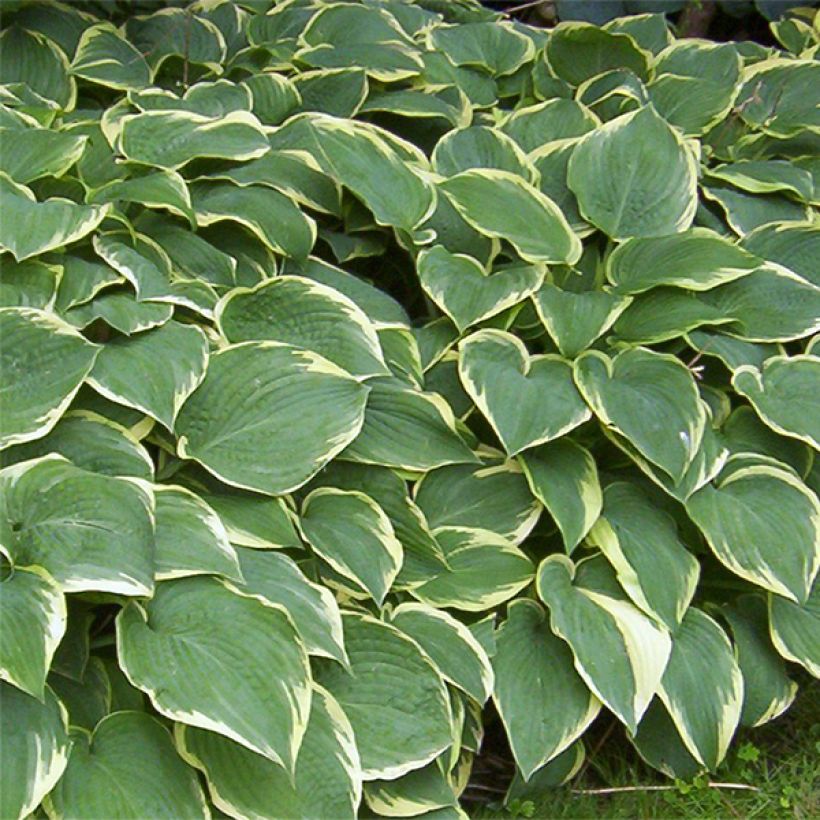 Hosta Fringe Benefit (Floración)