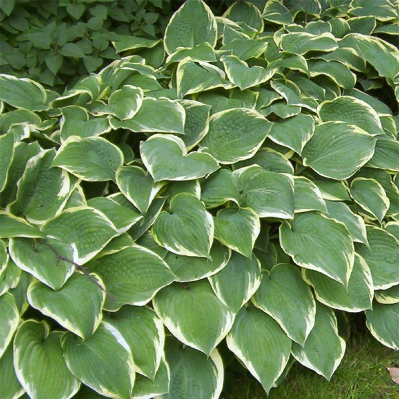 Hosta Fringe Benefit (Porte)