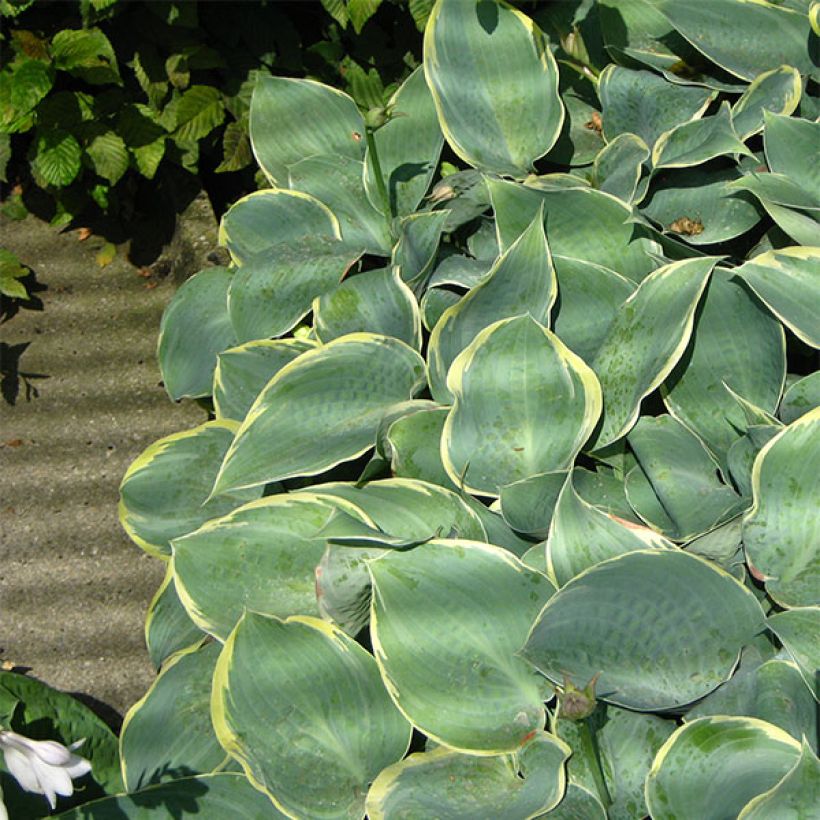 Hosta Dimples (Porte)