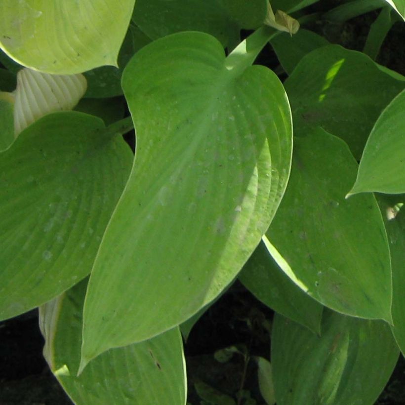 Hosta Gold Regal (Follaje)