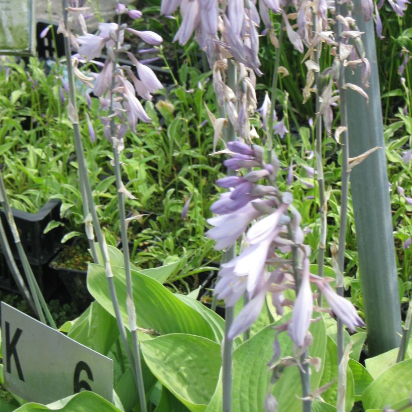 Hosta Gold Regal (Floración)