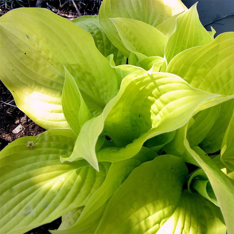 Hosta Golden Prayers (Follaje)