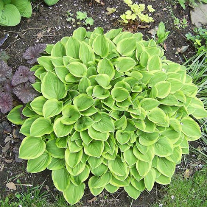 Hosta Golden Tiara (Follaje)