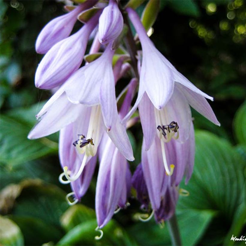 Hosta Golden Tiara (Floración)