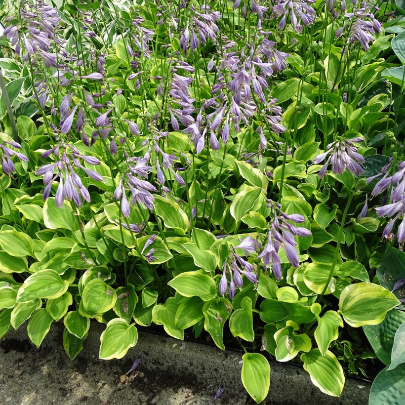 Hosta Golden Tiara (Porte)