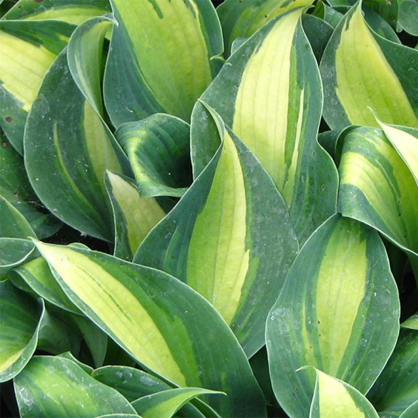 Hosta Grand Marquee (Follaje)