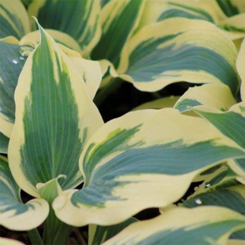 Hosta Great Escape (Follaje)