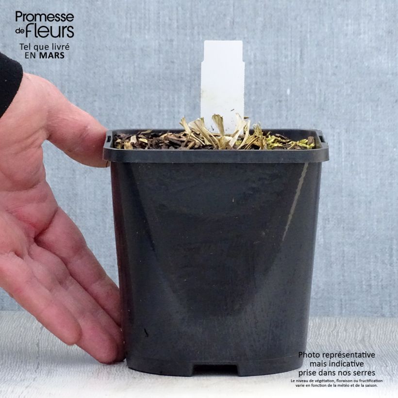 Hosta Great Escape Pot de 1,5L/2L Ejemplar entregado en la primavera