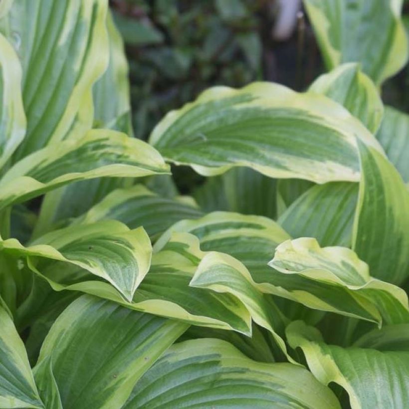 Hosta Ground Master (Follaje)