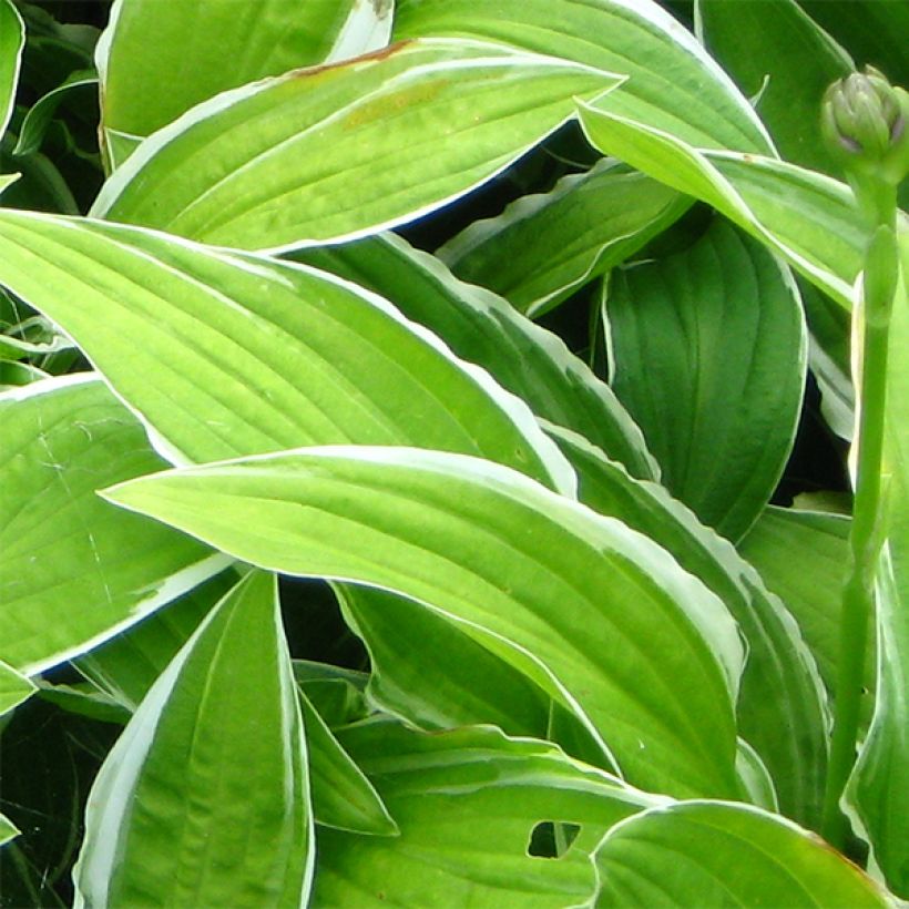 Hosta Herifu (Follaje)