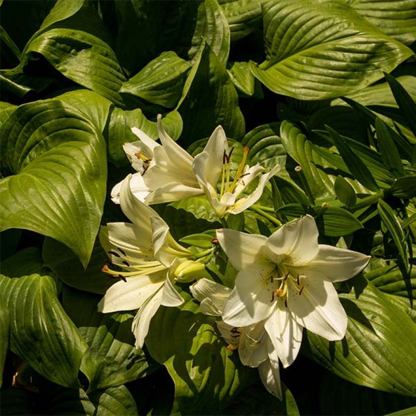 Hosta Honeybells (Follaje)