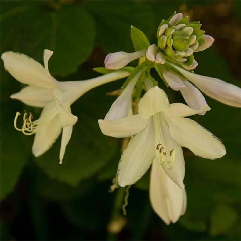 Hosta Honeybells (Floración)