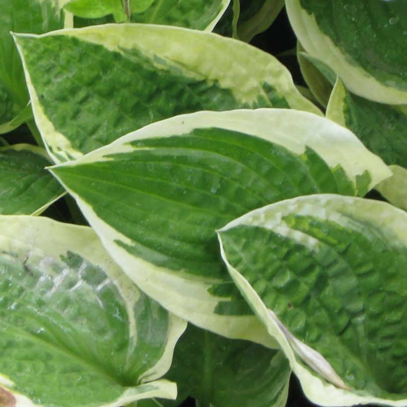 Hosta Honeysong (Follaje)