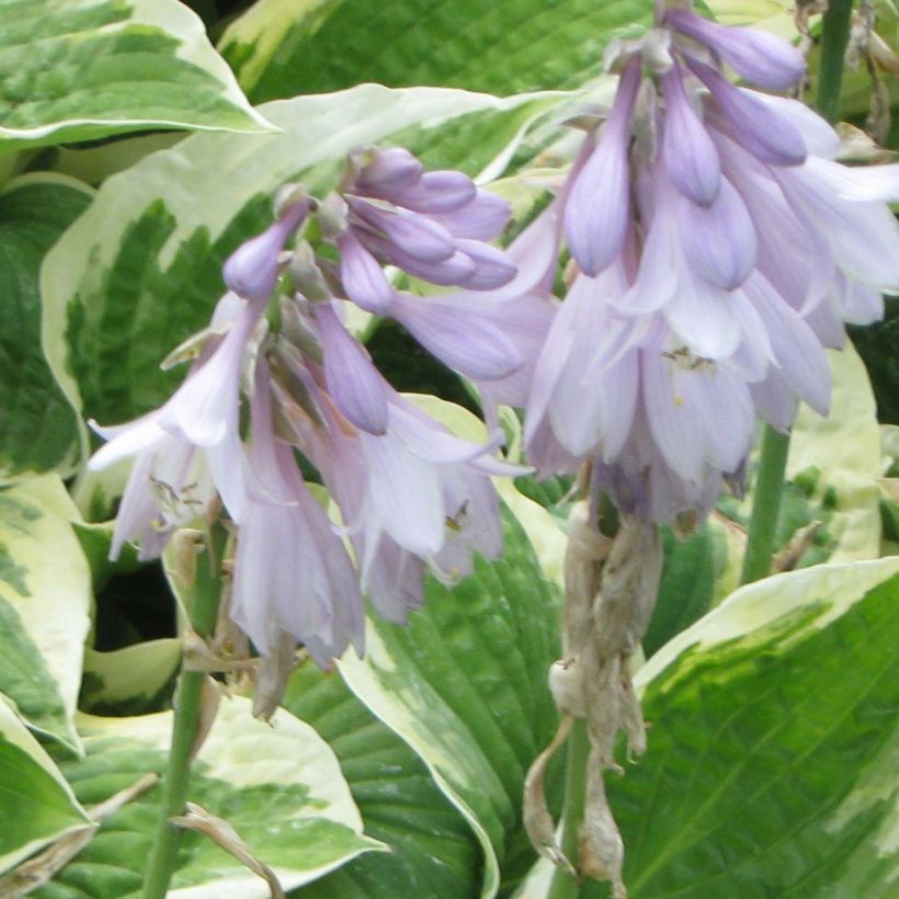 Hosta Honeysong (Floración)