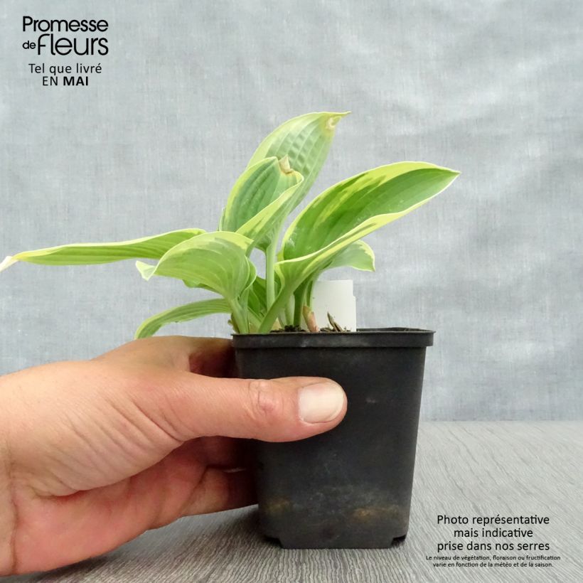 Hosta Honeysong Pot de 2L/3L Ejemplar entregado en la primavera