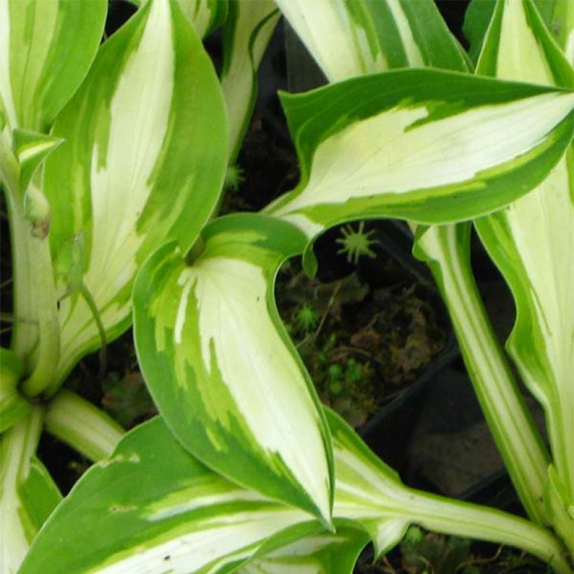 Hosta Joyce Trott (Follaje)