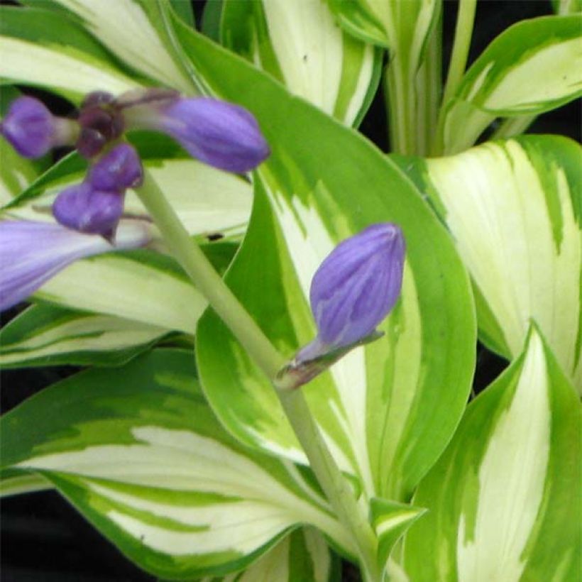 Hosta Joyce Trott (Floración)