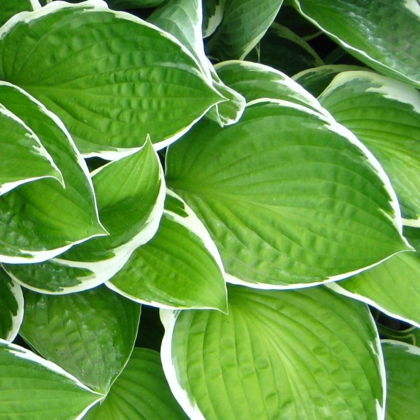 Hosta Julia (Follaje)