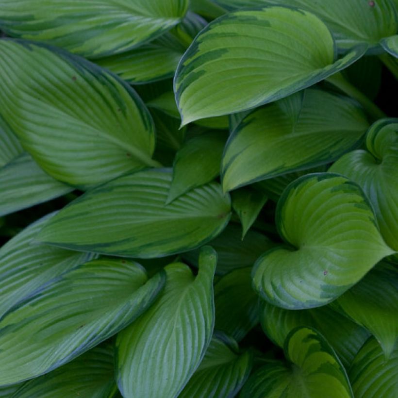 Hosta tardiana June Fever (Follaje)