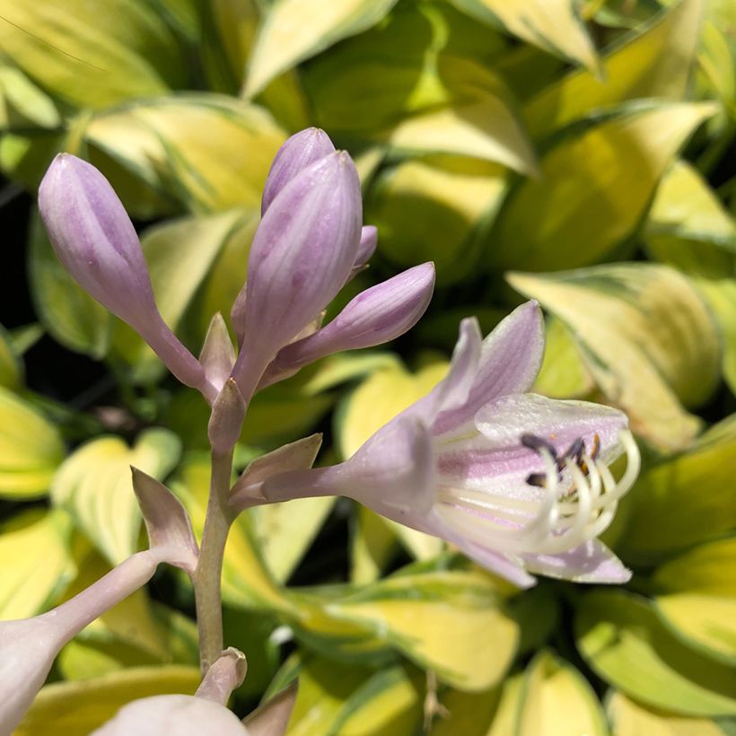 Hosta tardiana June (Floración)