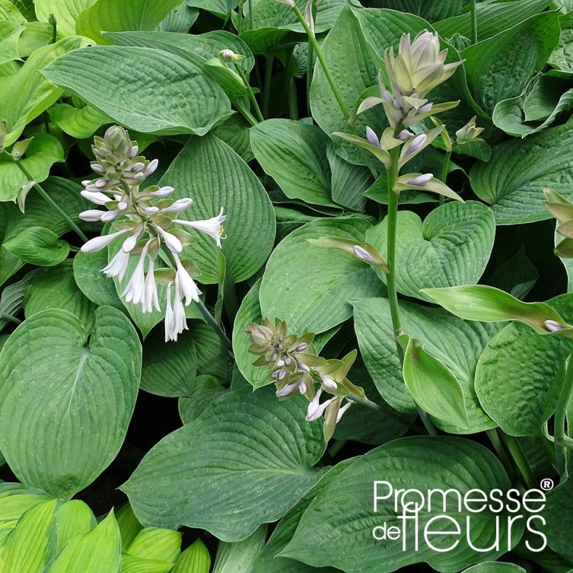 Hosta Jurassic Park (Porte)