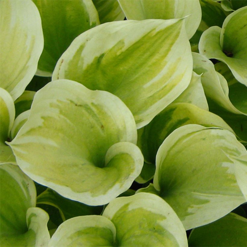 Hosta Liberty (Follaje)