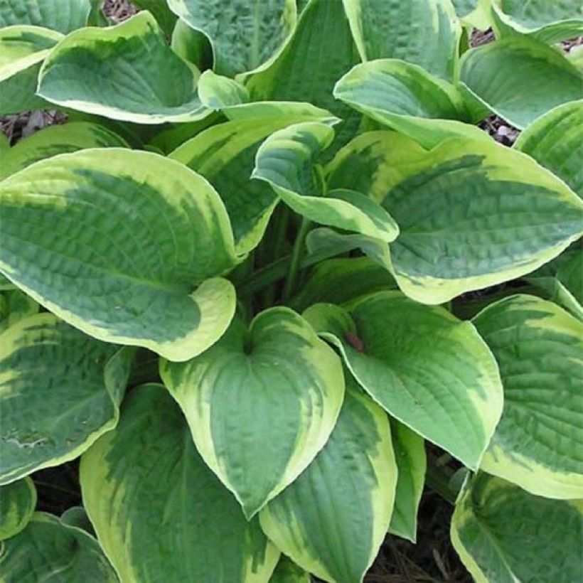 Hosta Mama Mia (Follaje)