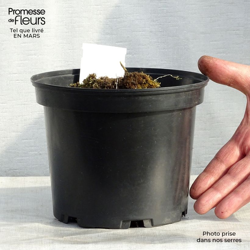 Hosta Mama Mia Pot de 2L/3L Ejemplar entregado en invierno