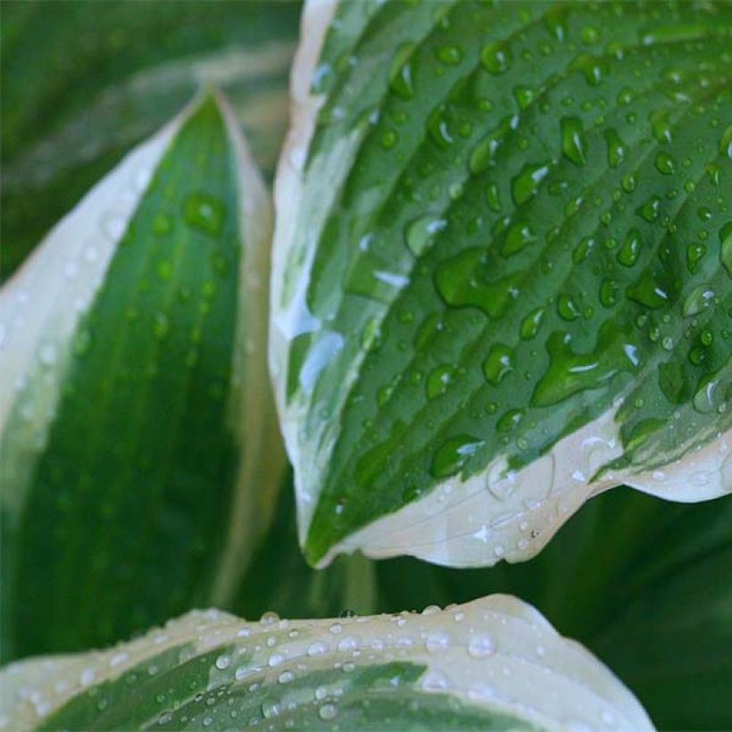 Hosta Minuteman (Follaje)