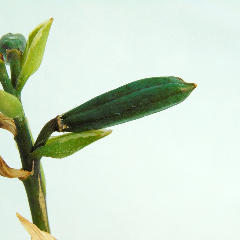 Hosta Minuteman (Cosecha)