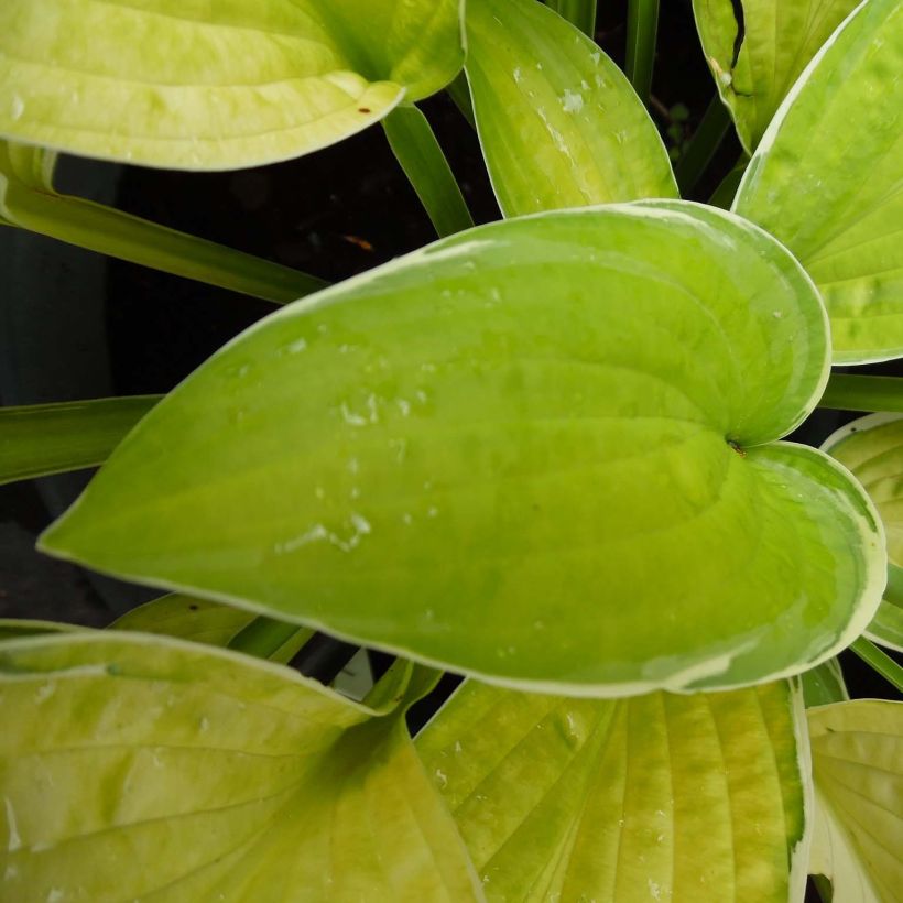 Hosta Moonlight (Follaje)