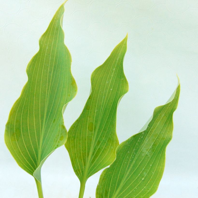 Hosta Neptune (Follaje)