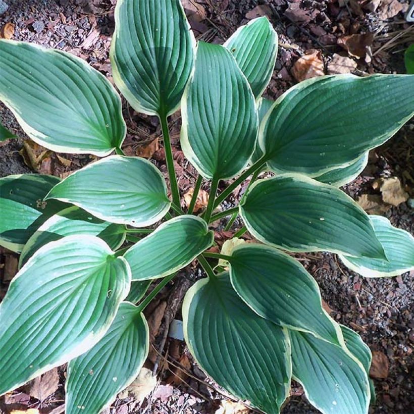 Hosta North Hills (Follaje)