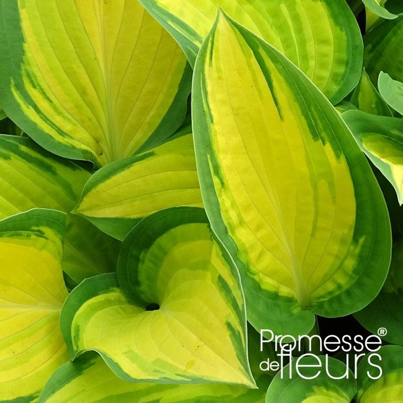 Hosta Orange Marmelade (Follaje)