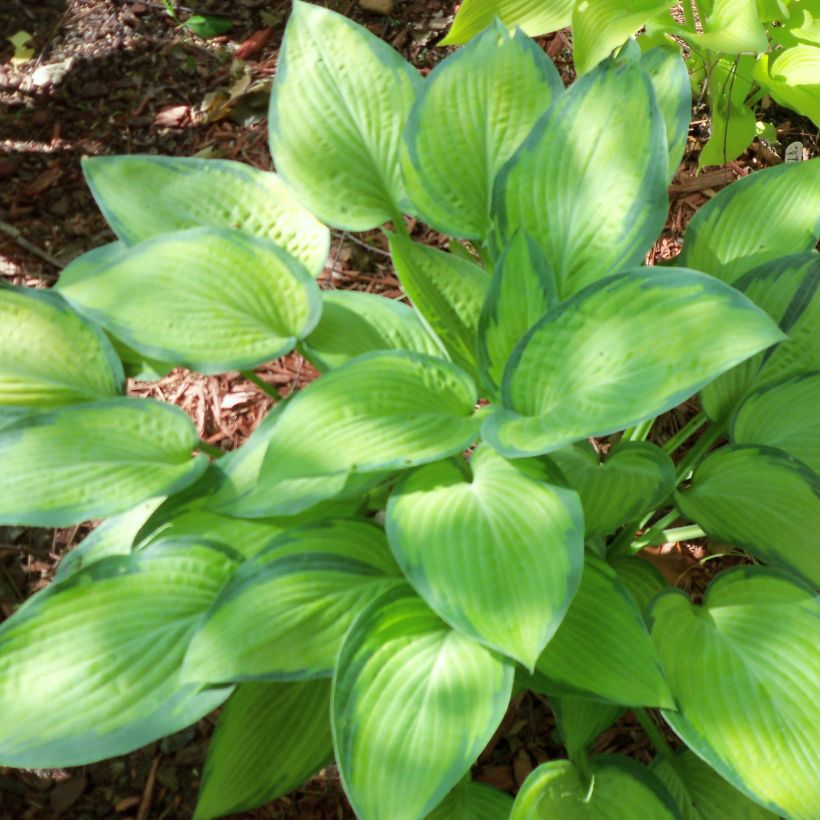 Hosta Paul s Glory (Porte)