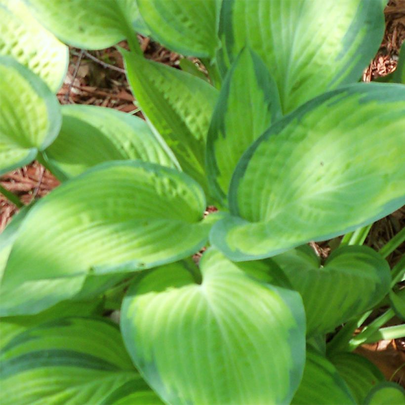 Hosta Paul s Glory (Follaje)