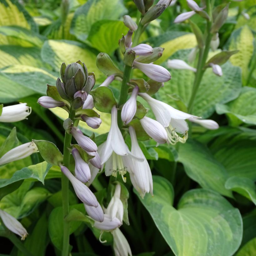 Hosta Paul s Glory (Floración)