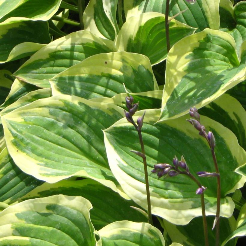 Hosta Pilgrim (Follaje)