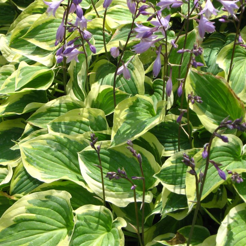 Hosta Pilgrim (Floración)