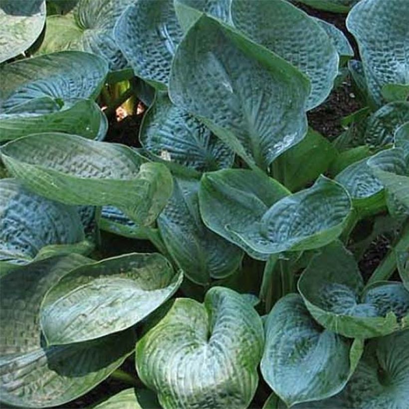 Hosta Prairie Sky (Follaje)