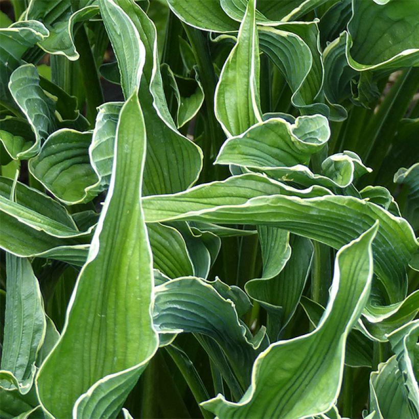 Hosta Praying Hands (Follaje)