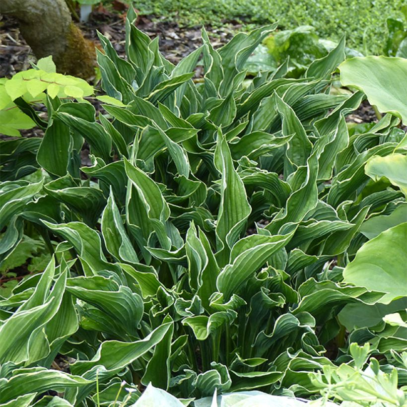 Hosta Praying Hands (Porte)