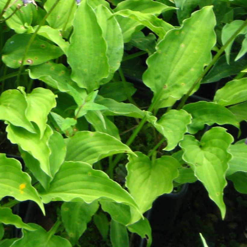 Hosta Purple Dwarf (Follaje)